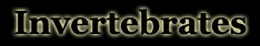 Invertebrates