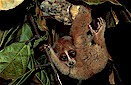 Slow loris (Nycticebus coucang), Central Borneo, Indonesia