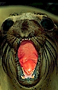 Northern elephant seal (Mirounga angustirostris), California, USA