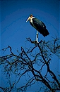Marabou stork (Leptoptilos crumeniferus), Kenya