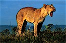 Lion (Panthera leo), Masai Mara National Park, Kenya