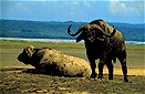 African buffalo (Syncerus caffer), Lake Nakuru, Kenya