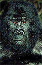Mountain gorilla (Gorilla g. berengei), Virunga volcano, Zaire
