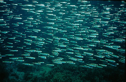 Palawan, Philippines. Dr. Zoltan Takacs.