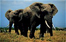 African elephant (Loxodonta africana), Amboseli National Park, Kenya
