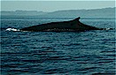 Fin whale (Balaenoptera physalus), Baja California, Mexico