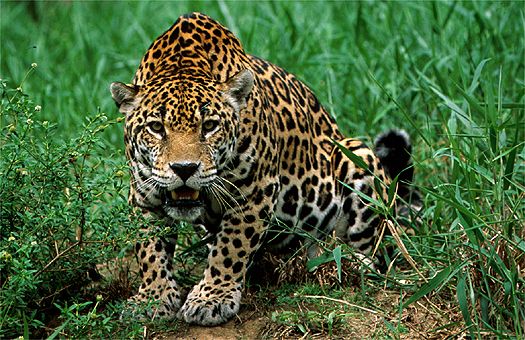 Jaguar (Panthera onca), French Guyana.