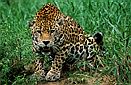 Jaguar (Panthera onca), French Guyana