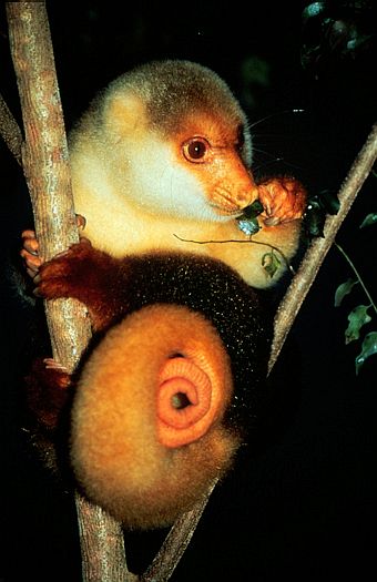   Spotted Cuscus  