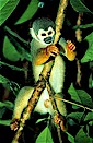Squirrel monkey (Saimiri sciureus), Amazonas, Colombia