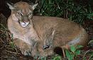 Puma (Puma concolor), Belize