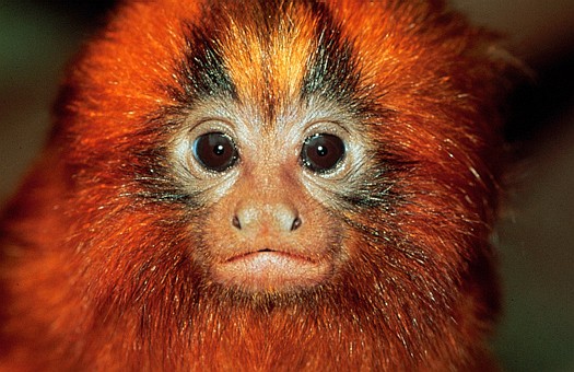 http://zoltantakacs.com/zt/im/scan/animals/tamarin_12541_340.jpg