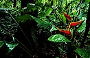 Lowland tropical rain forest, Southeast Equador