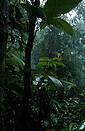 Tropical montane rain forest, Myanmar.