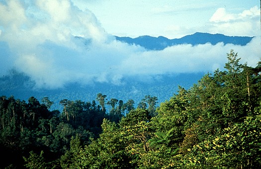 Western Province, Papua New Guinea. Dr. Zoltan Takacs.