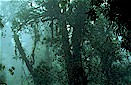 Mountain tropical rain forest, Biotopo Quetzal, Guatemala