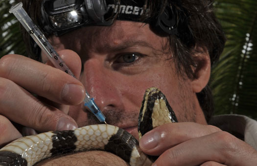 Blood is drawn from the sea krait. Dr. Zoltan Takacs.