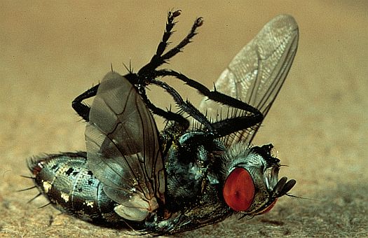 Dead House fly (Musca domestica), New York, USA. Dr. Zoltan Takacs.
