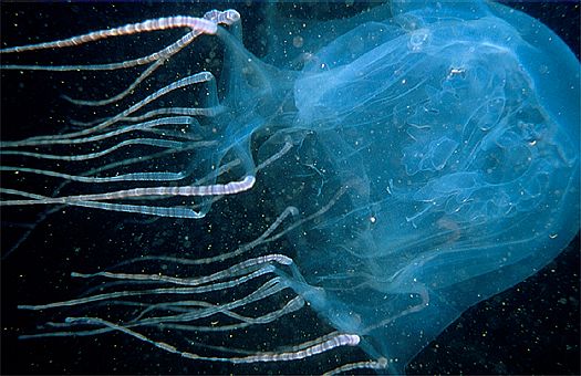 Sea Jellyfish