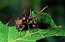 Leaf-cutter ant (Atta sp.), south Ecuador