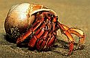 Hermit crab (Diogenidae sp.) Northern Territory, Australia