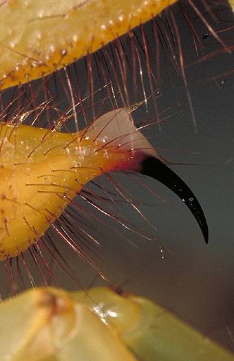 Scorpion venom. Dr. Zoltan Takacs.