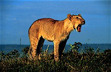 Lion (Panthera leo), Kenya.