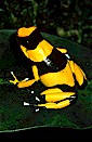 Lehmann's poison arrow frog (Dendrobates lehmanni). Colombia.