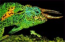 Johnston's chameleon (Chamaeleo johnstoni), Virunga Volcanos, Zaire