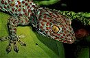 Tokay gecko (Gekko gecko), Mindanao, Philippines