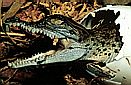 Saltwater crocodile (Crocodilus porosus), central Palawan, Philippines