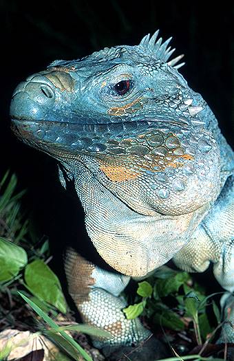 blue iguana expression