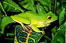 Tree frog (Litoria infrafrenata), Lower Fly river, Papua New Guinea
