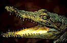 New Guinea crocodile (Crocodilus novaeguineae), upper Fly River, Papua New Guinea