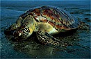 Green sea turtle (Chelonia mydas), Coral Sea, southeast Papua New Guinea