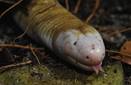 White-bellied or Red worm lizard (Amphisbaena alba)