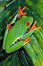 Red eye tree frog (Agalychnis callidryas).