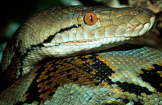 Reticulated python (Python reticulatus), Central Kalimantan, Indonesia. Dr. Zoltan Takacs.