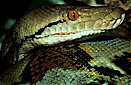 Reticulated python (Python reticulatus), central Borneo, Indonesia
