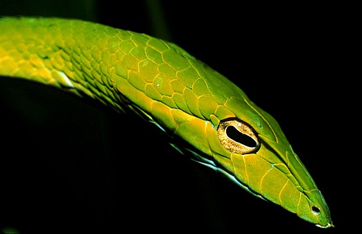 Oriental whip snake (Ahaetulla prasina) in Singapore. The keyhole shape of the pupil and the narrow snout along with the grooves front of the eye are enhancing the binocular vision of this snake which is essential in its native arboreal environment. Dr. Zoltan Takacs.