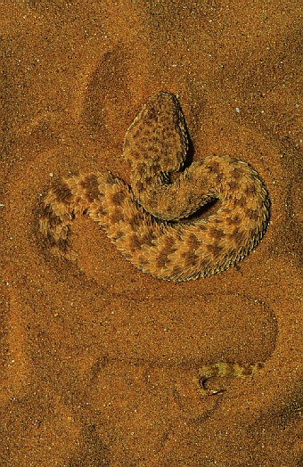 Sahara sand viper (Cerastes vipera), Negev desert, Israel. Dr. Zoltan Takacs.