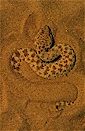 Sahara sand viper (Cerastes vipera), Negev desert, Israel