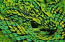 March's palm pit-viper (Bothriechis marchii), southeast Guatemala