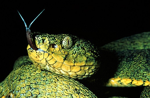 Two-striped forest-pitviper (Bothriopsis bilineata), northeast Ecuador. Dr. Zoltan Takacs.