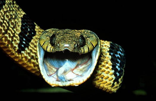 Blanding's tree snake (Toxicodryas (Boiga) blandingii), Kakamega forest, Kenya. Dr. Zoltan Takacs.