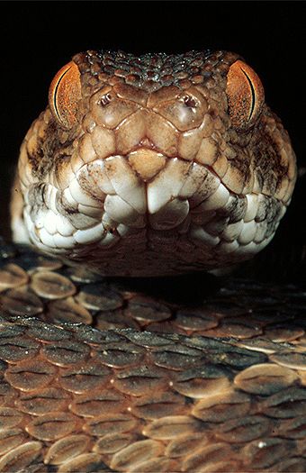 Northeast African carpet viper (Echis pyramidum), northern Kenya. Dr. Zoltan Takacs.