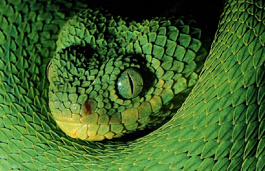 Western bush viper (Atheris chlorechis), West Africa.