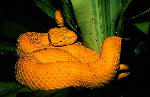 Eyelash palm-pitviper (Bothriechis schlegelii) in northeast Costa Rica. Dr. Zoltan Takacs.