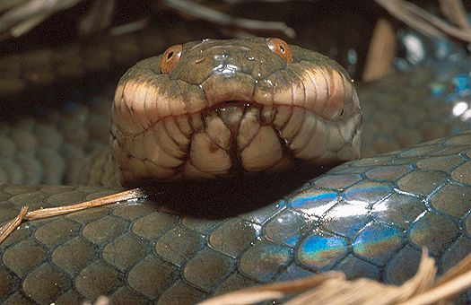 Plumbeous water snake (Enhydris plumbea). Northern Vietnam. Dr. Zoltan Takacs.