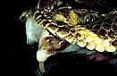 Western diamondback rattlesnake (Crotalus atrox) fangs in a rat